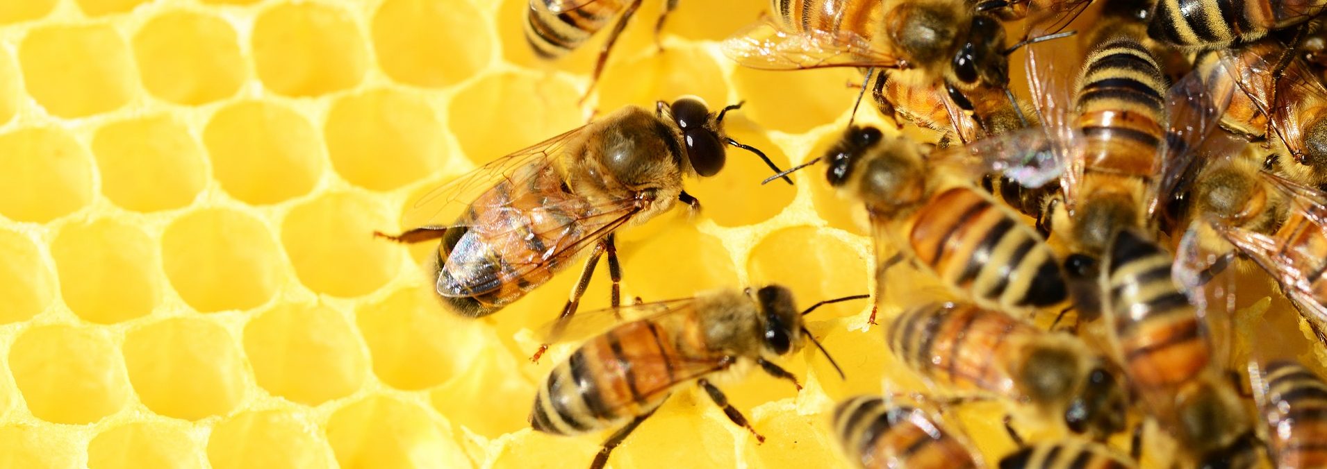 Pszczoły- słodkie Królestwo